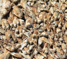 Dead dried fish at Lake Eyre