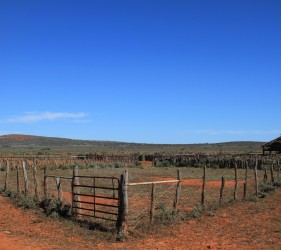 Cattle Yards